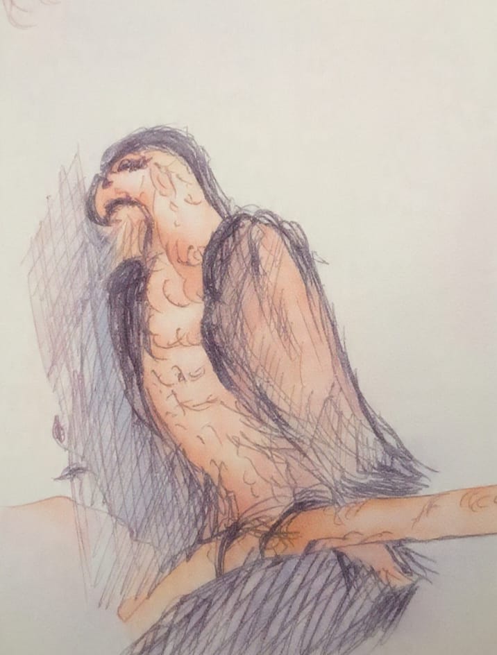 Eagle hock